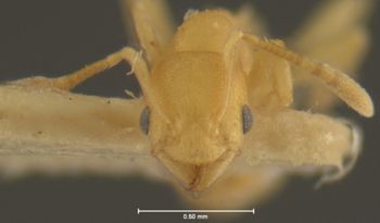 Media type: image; Entomology 31156   Aspect: head frontal view